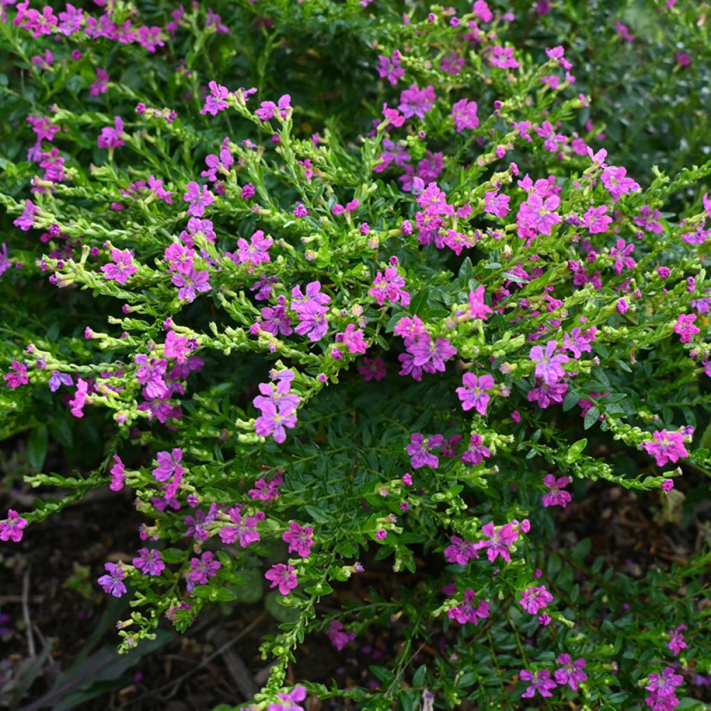 Cuphea hyssopifolia Purple - Cufea