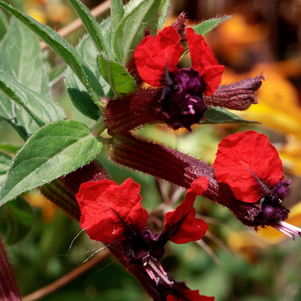 Cuphea llavea Torpedo - Cufea