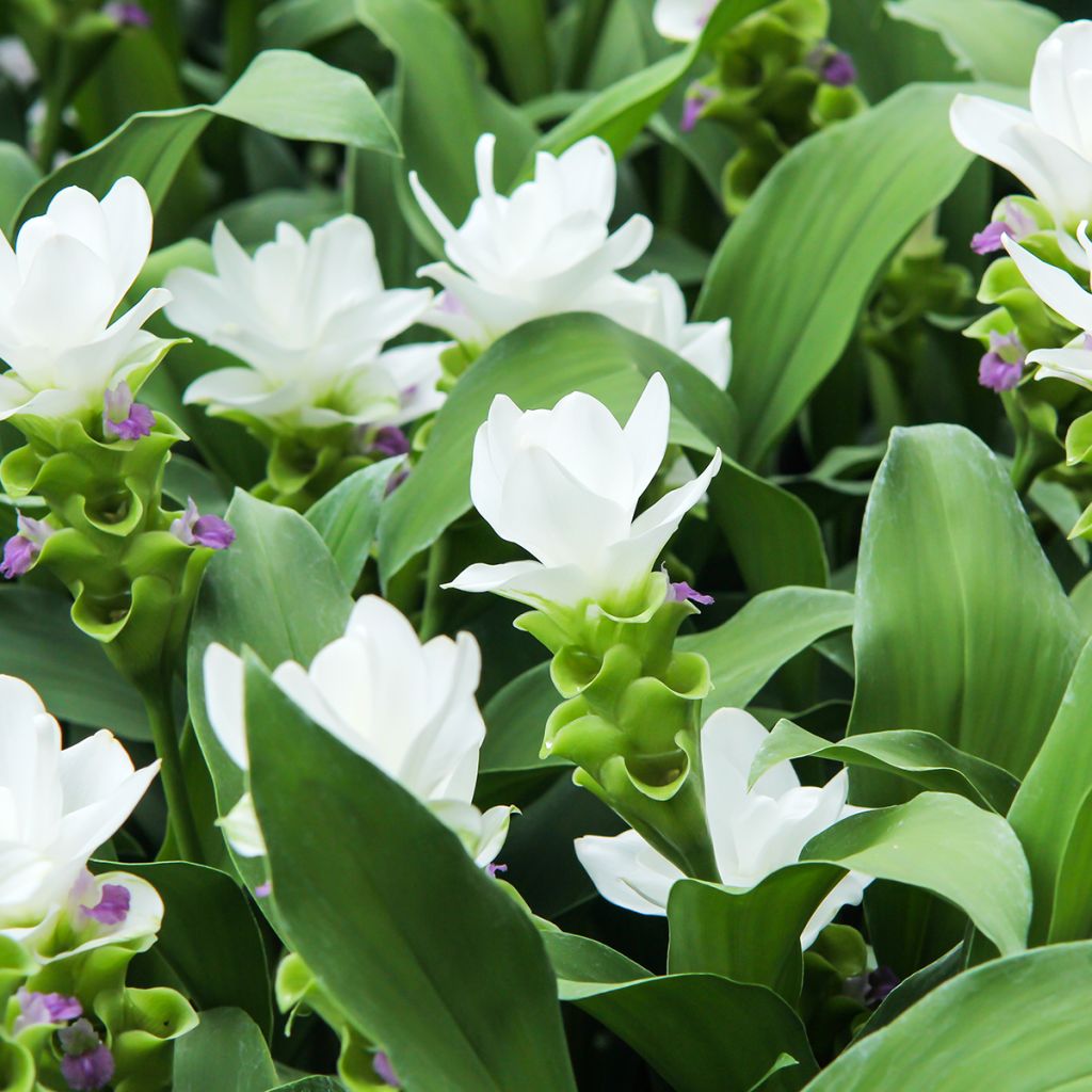 Curcuma alismatifolia White - Tulipán de Siam