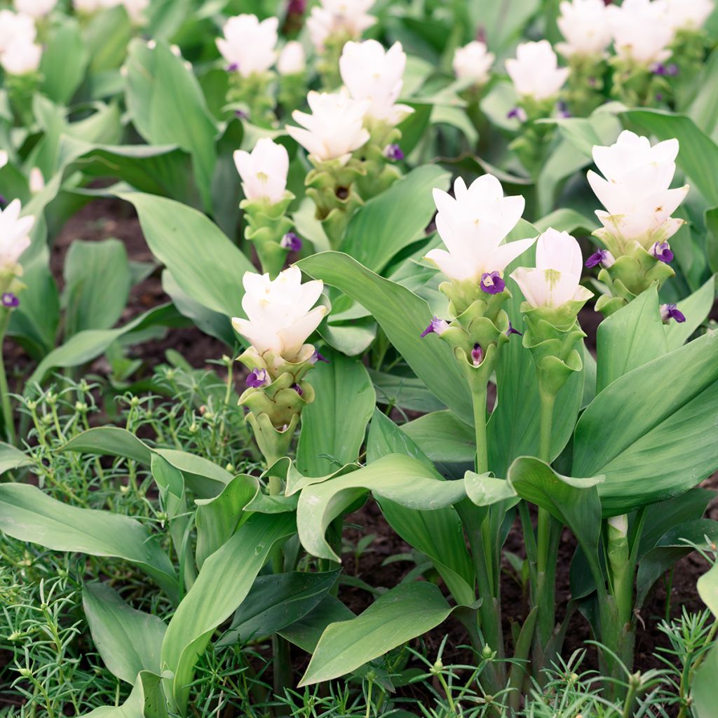 Curcuma alismatifolia White - Tulipán de Siam