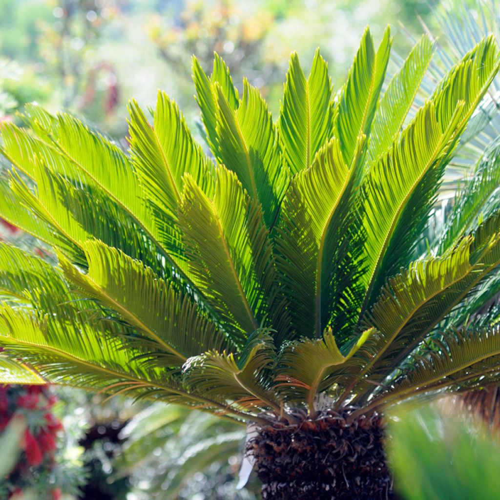 Cycas revoluta - Sagú