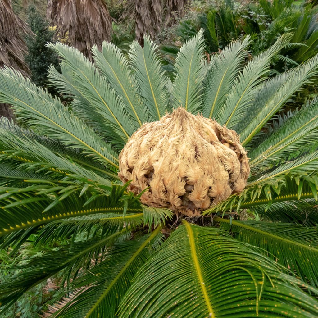 Cycas revoluta - Sagú