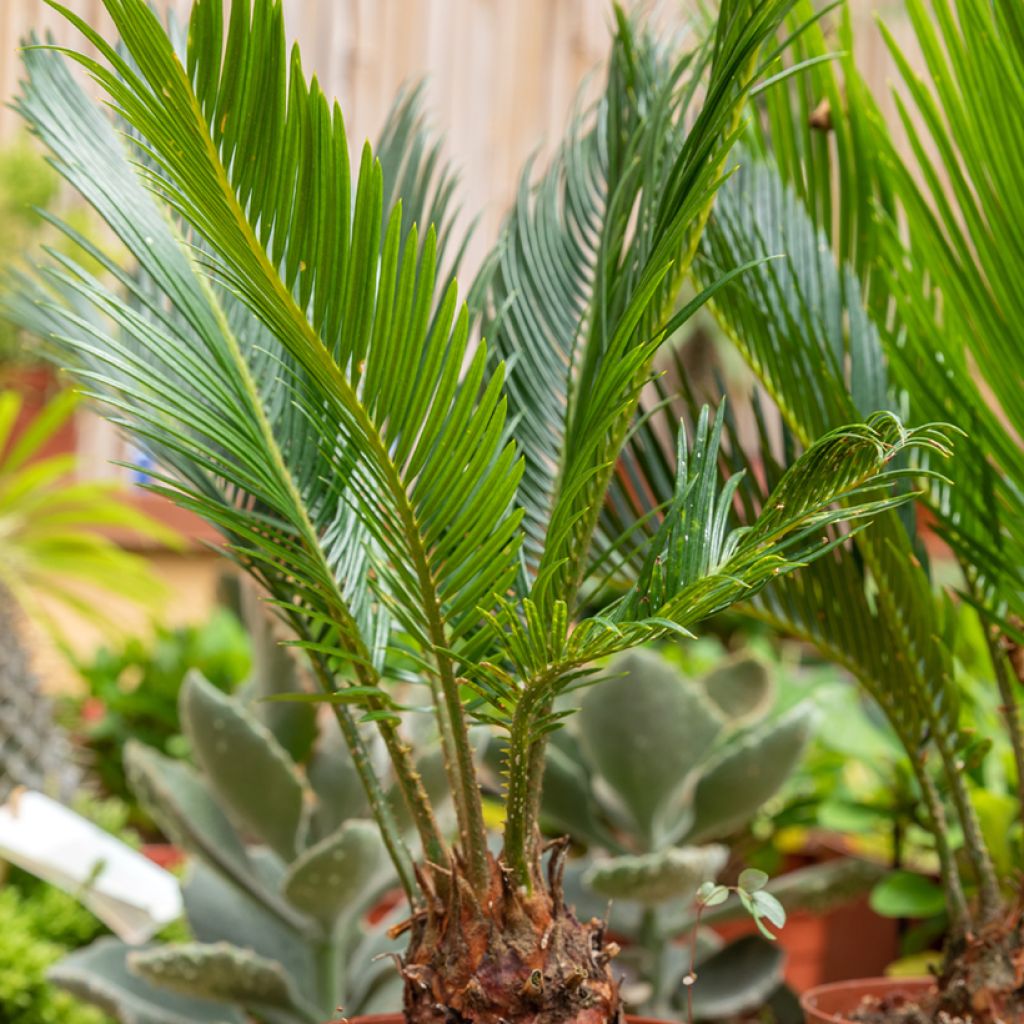 Cycas revoluta - Sagú
