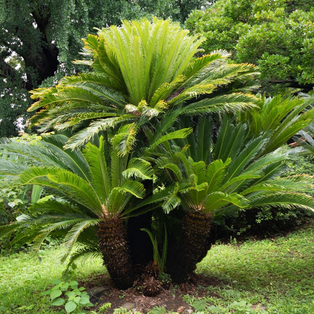 Cycas revoluta - Sagú