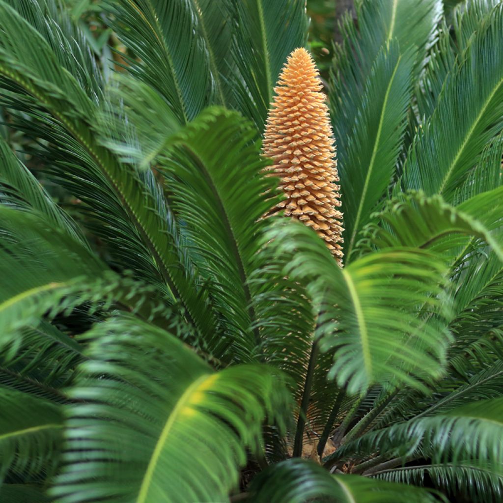 Cycas revoluta - Sagú