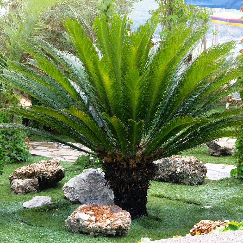 Cycas revoluta - Sagú