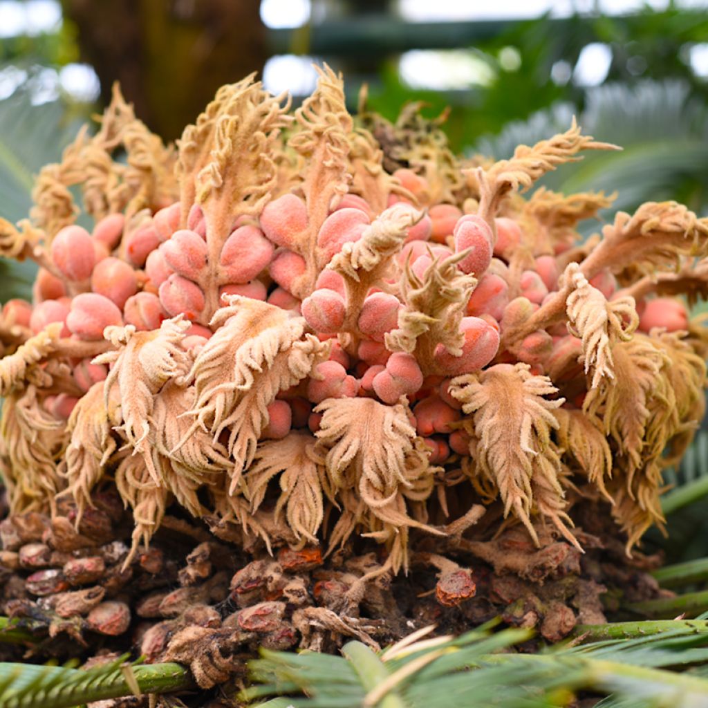 Cycas revoluta - Sagú