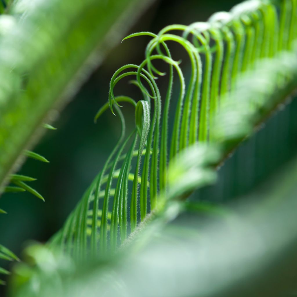 Cycas revoluta - Sagú