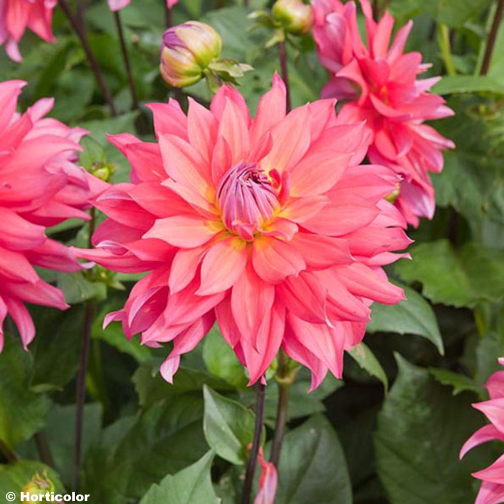 Dahlia Napoli