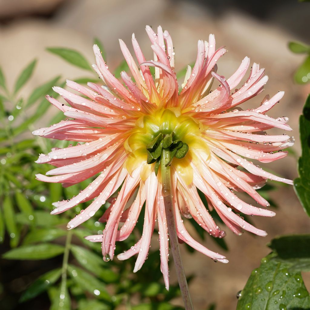 Dalia cactus Star's Lady