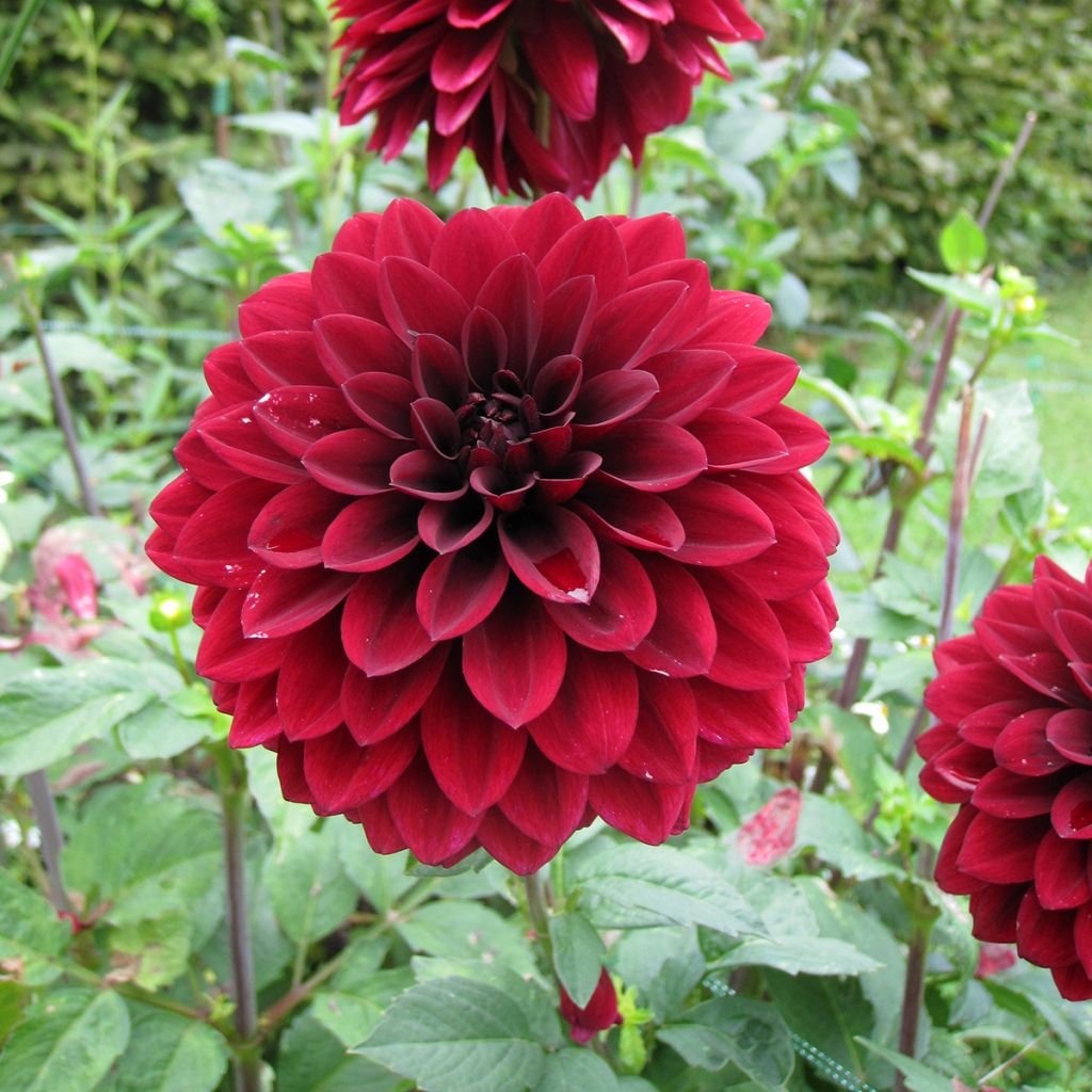 Dalia hibrida Faro