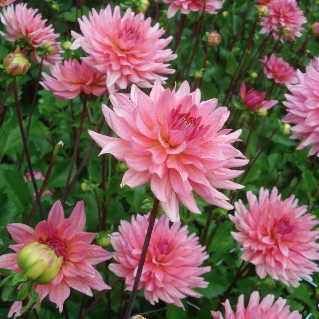 Dalia decorativa Graaf Floris