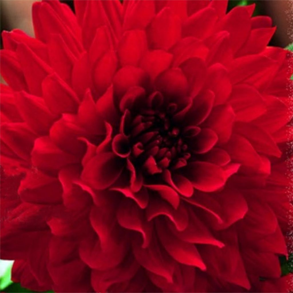 Dahlia Philadelphia