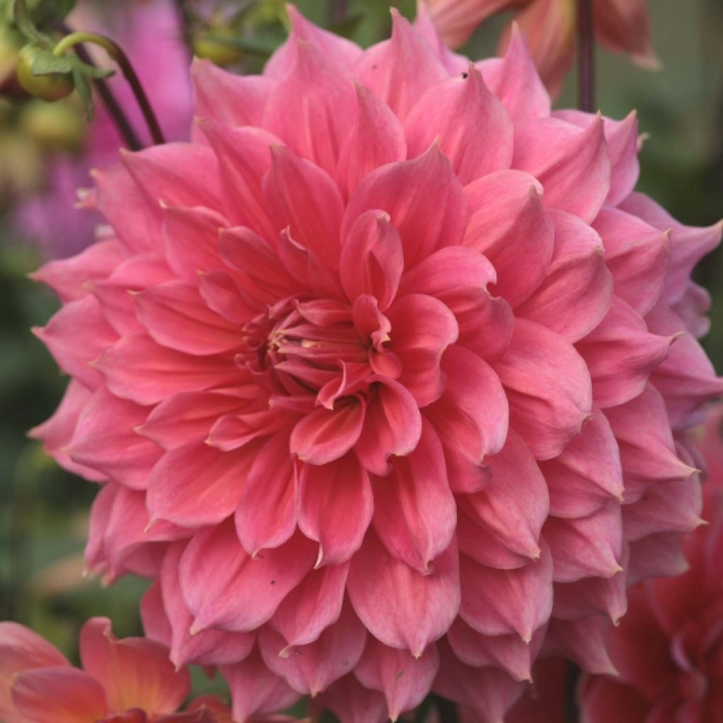 Dalia decorativa Summer Beauty