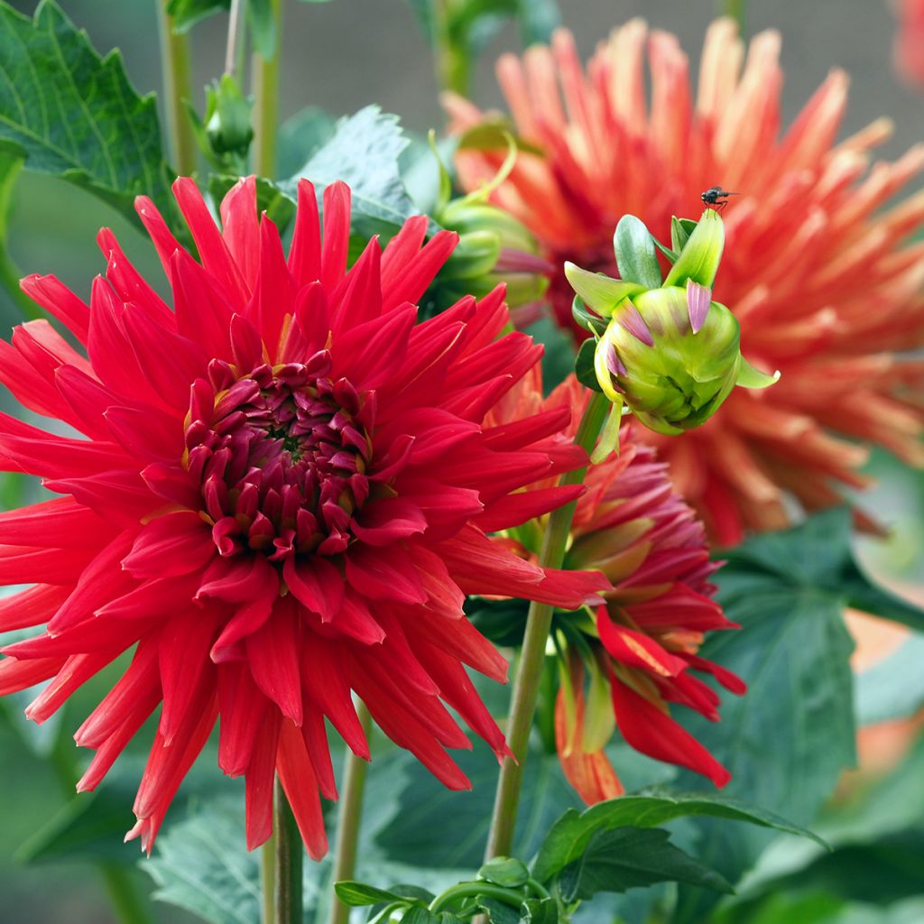 Dalia cactus Red Majorette