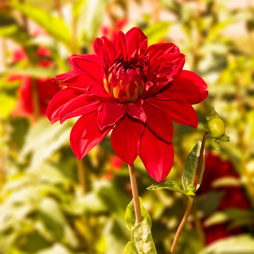 Dalia decorativa Babylon rouge