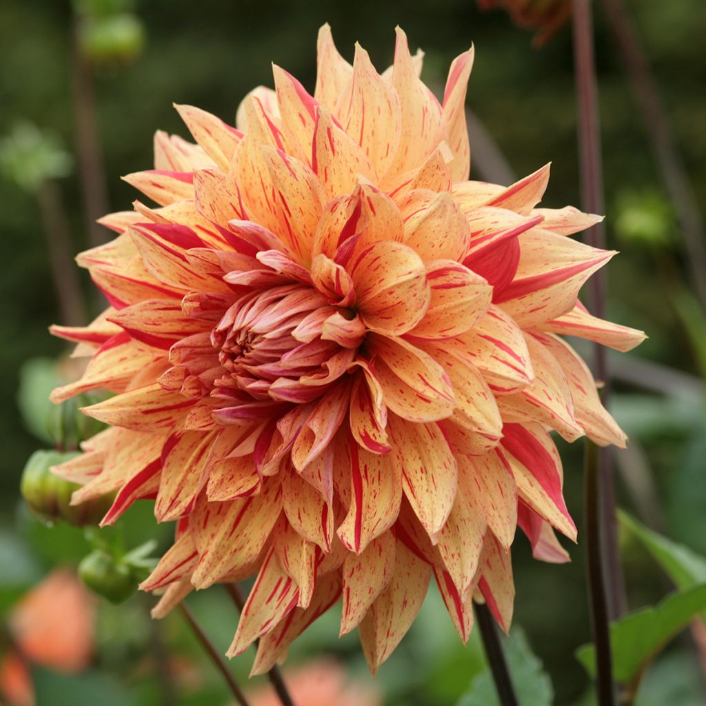 Dalia decorativa Clown