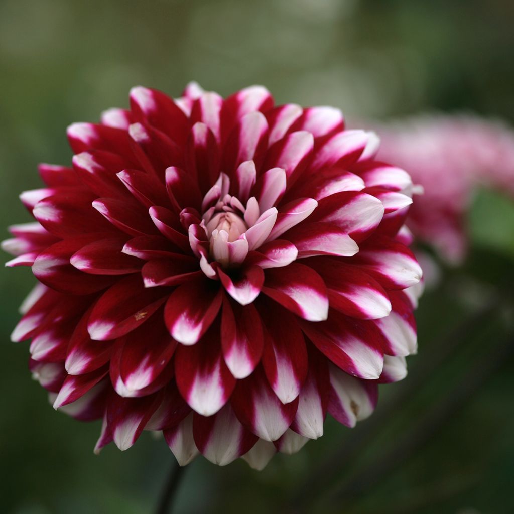 Dalia decorativa Karma Yin Yang