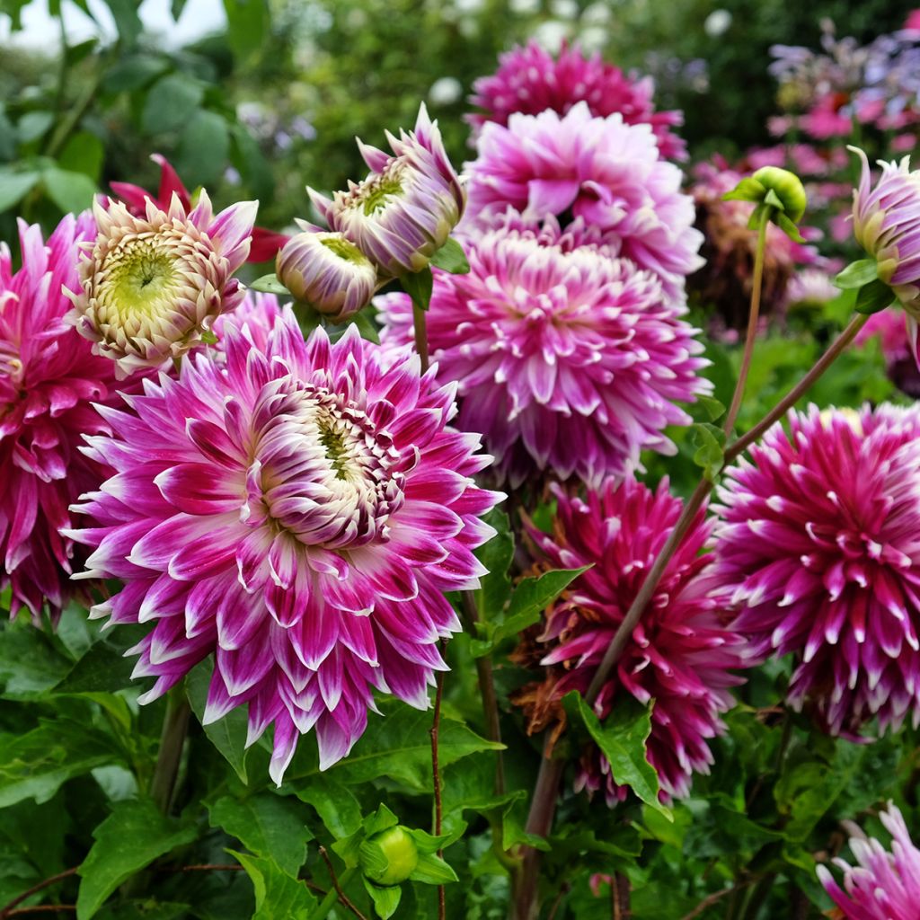 Dalia decorativa Vancouver