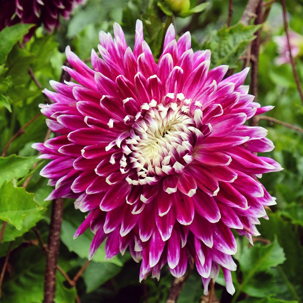 Dalia decorativa Vancouver