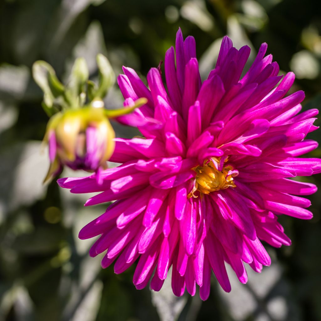 Dalia cactus Purple Gem