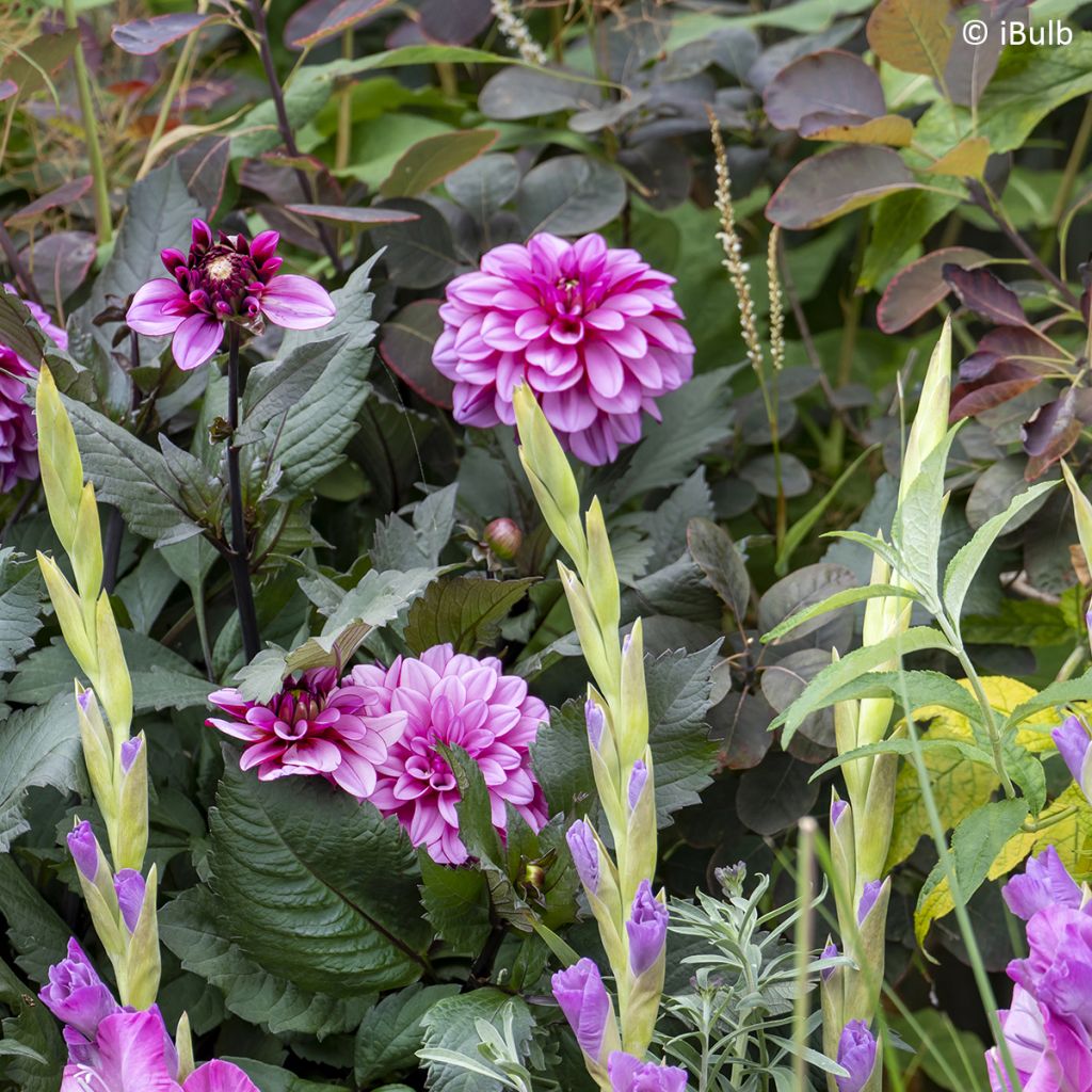 Dalia enana Gardenetta Lavender