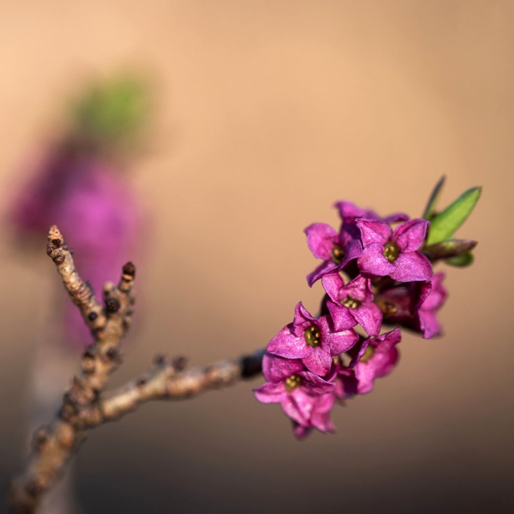 Daphne mezereum var. rubra - Laureola hembra