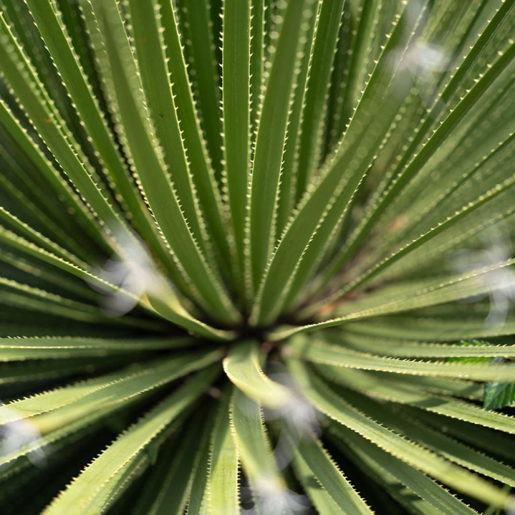 Dasylirion texanum - Sotol de Texas