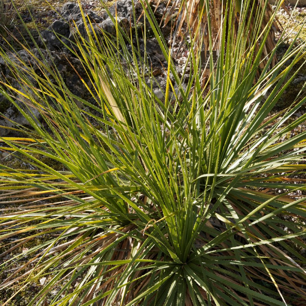 Dasylirion texanum - Sotol de Texas