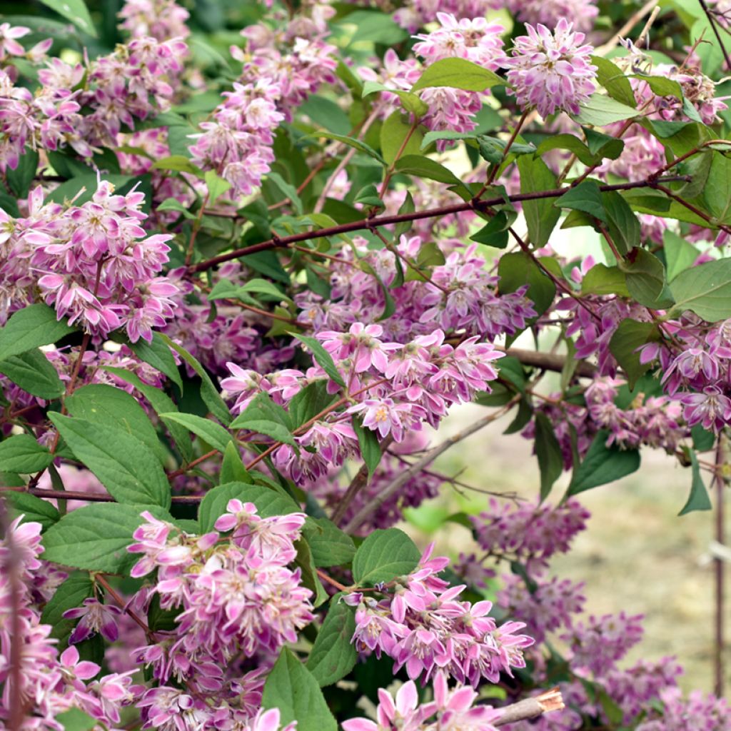 Deutzia hybrida Strawberry Fields hibrido