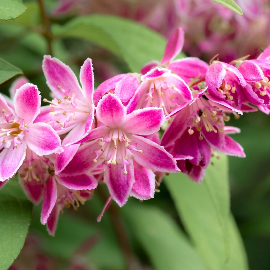 Deutzia hybrida Strawberry Fields hibrido