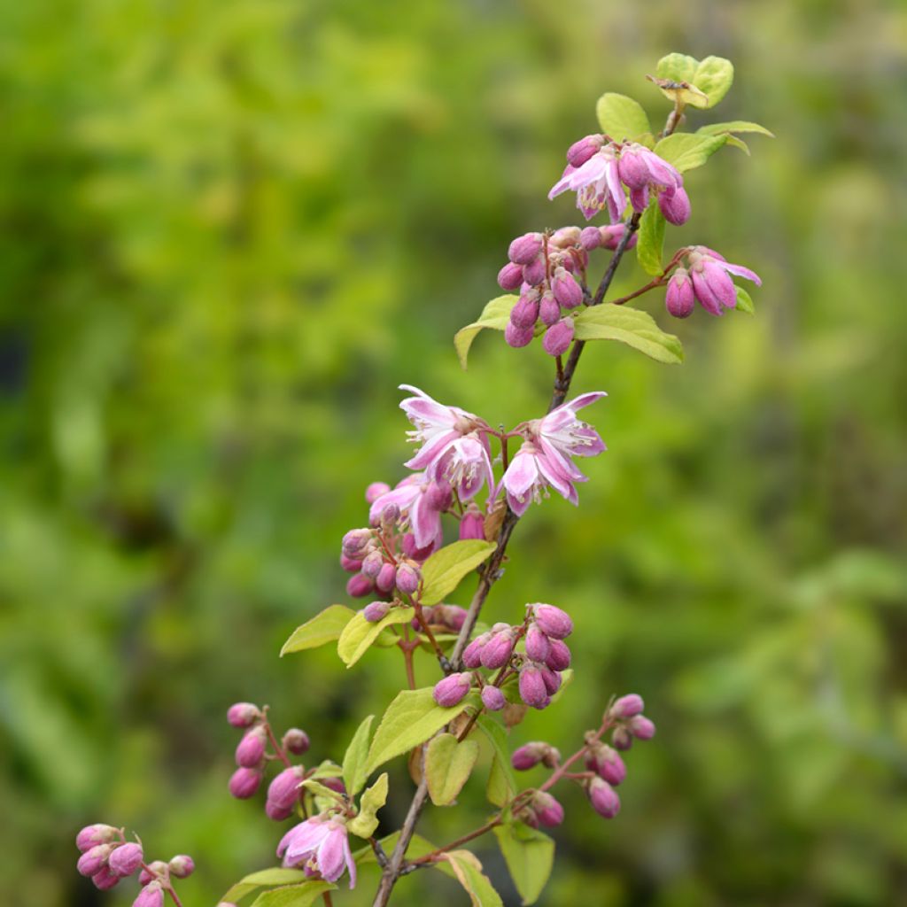 Deutzia hybrida Strawberry Fields hibrido