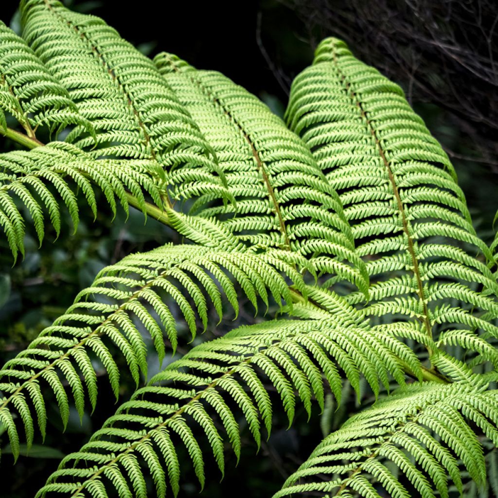 Dicksonia squarrosa - Helecho arborescente