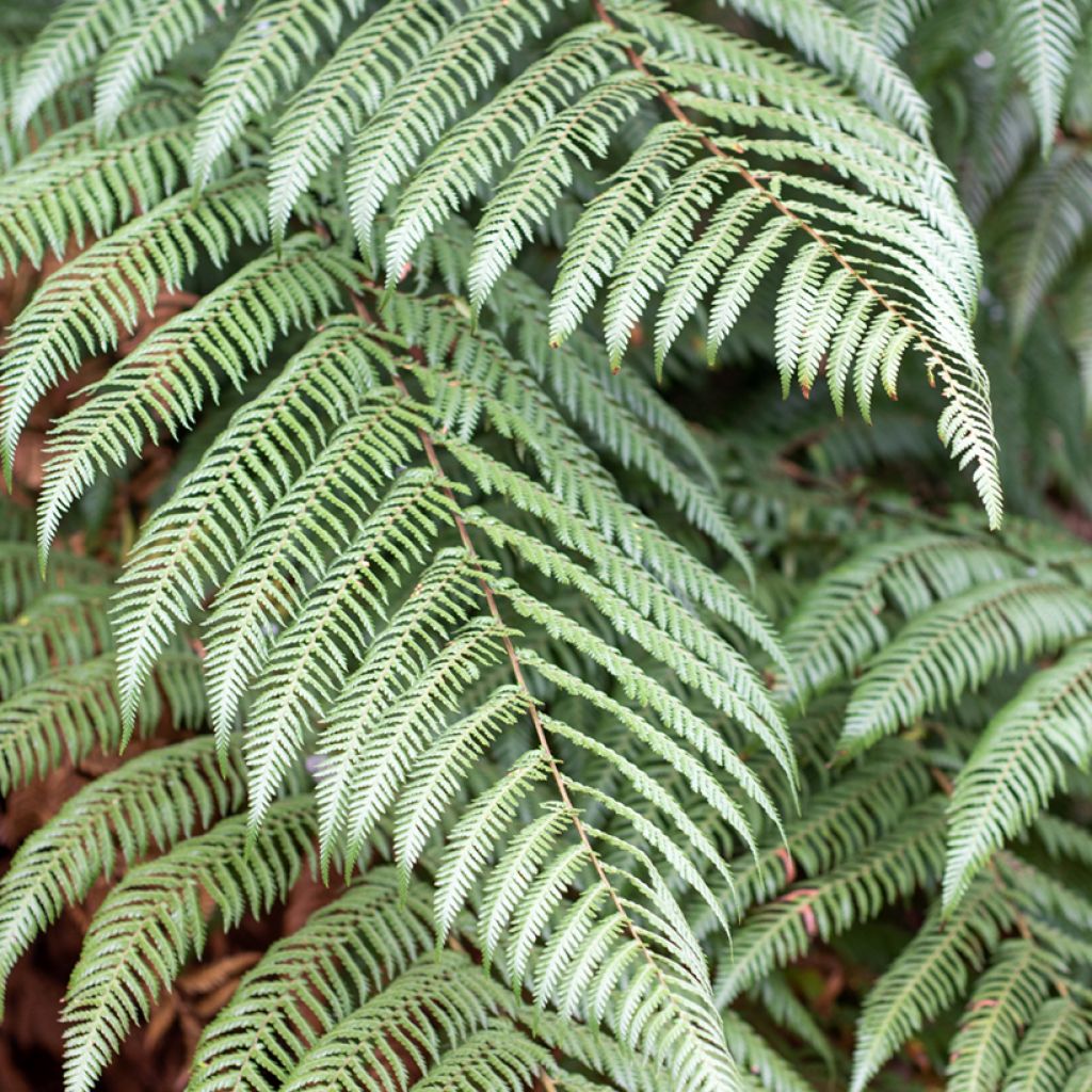 Dicksonia squarrosa - Helecho arborescente