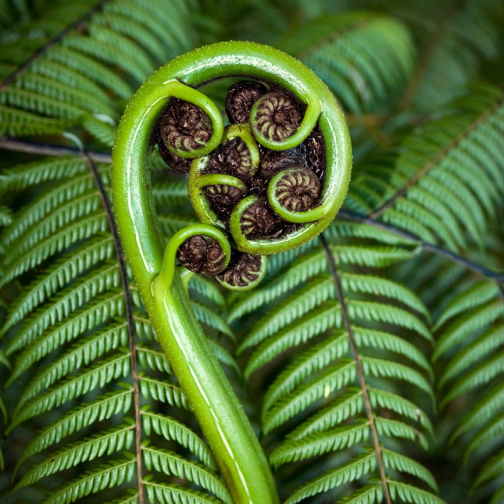 Dicksonia squarrosa - Helecho arborescente