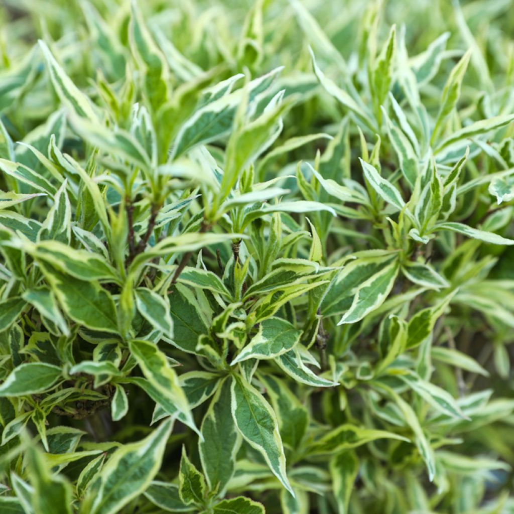 Diervilla sessilifolia Cool Splash - Brezalillo