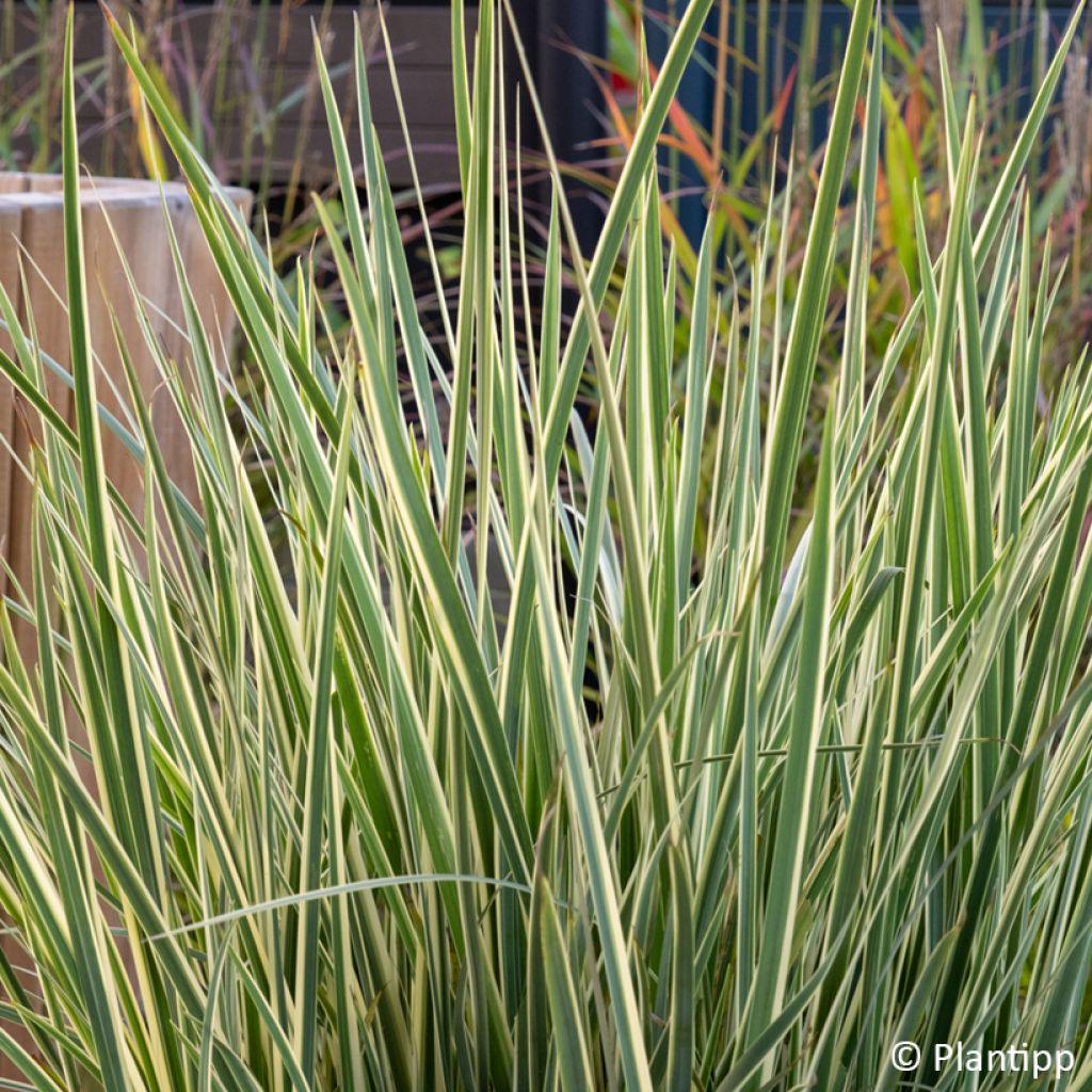 Dietes bicolor Milky Way - Lirio español