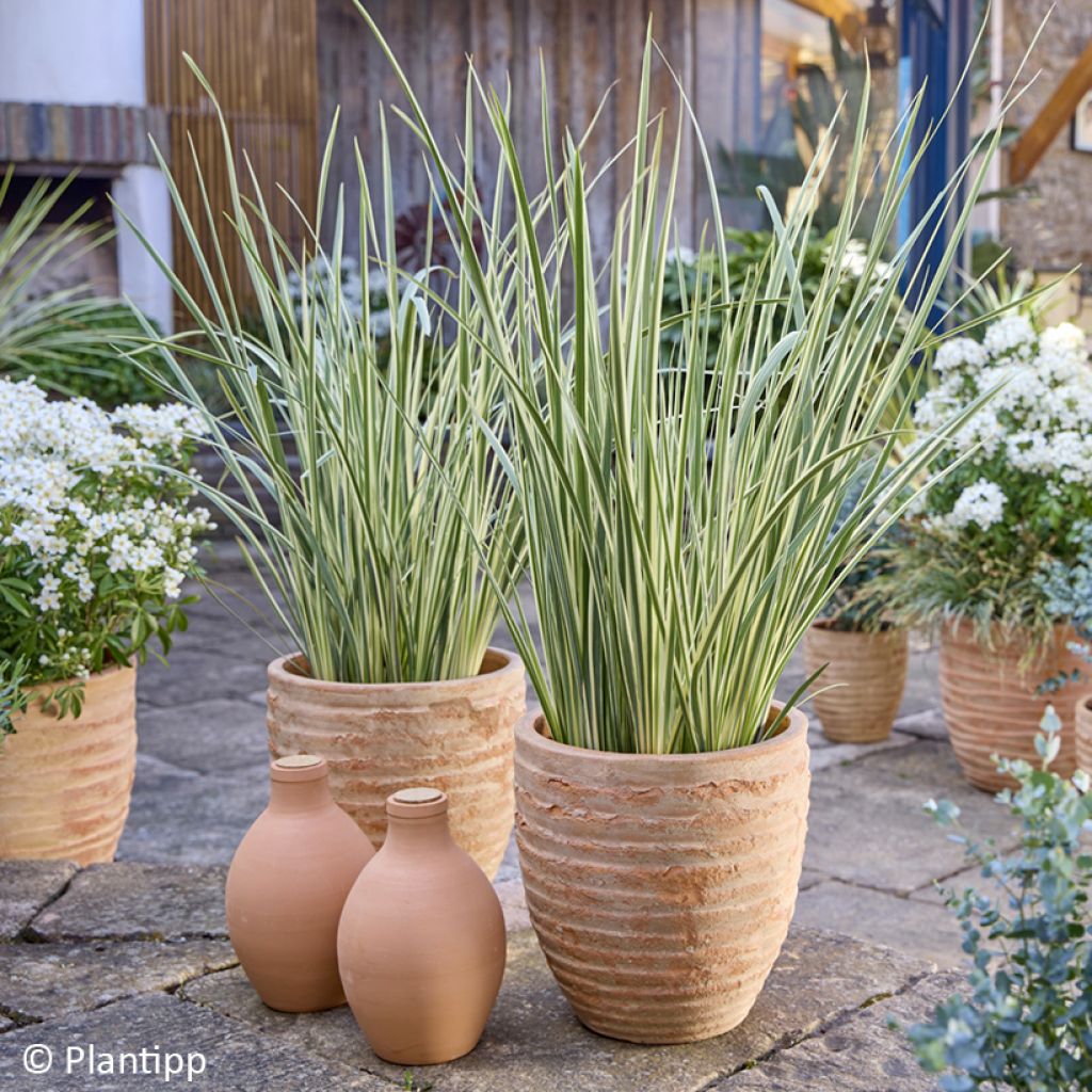 Dietes bicolor Milky Way - Lirio español