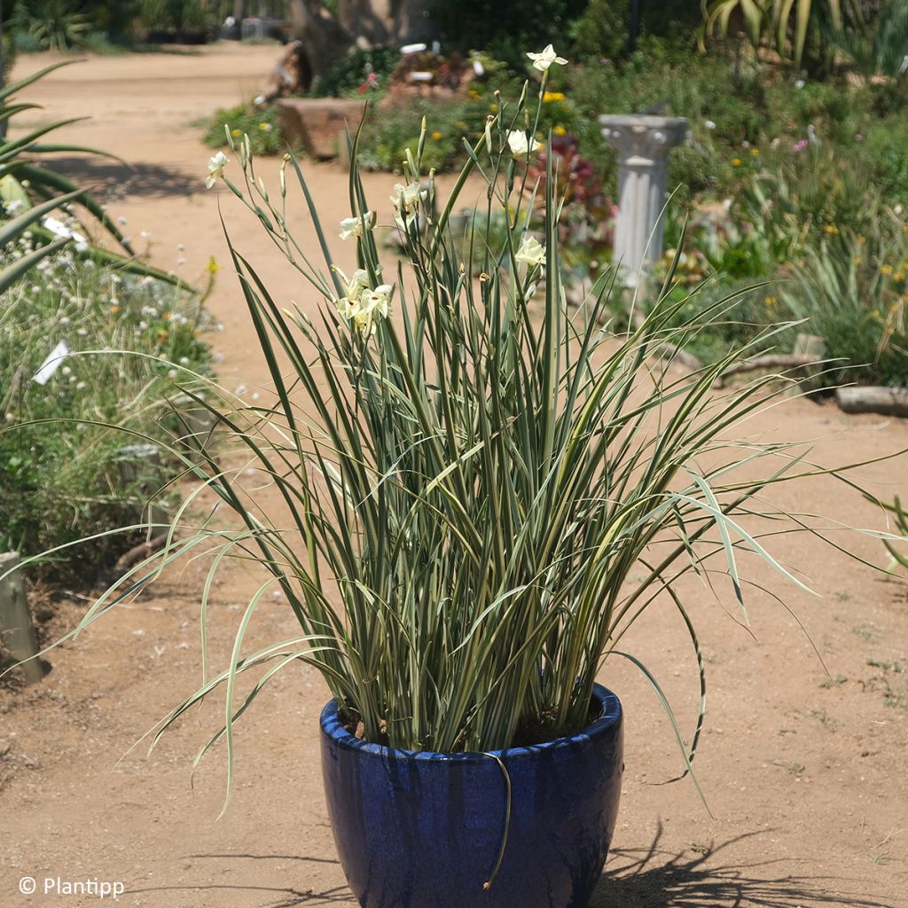 Dietes bicolor Milky Way - Lirio español