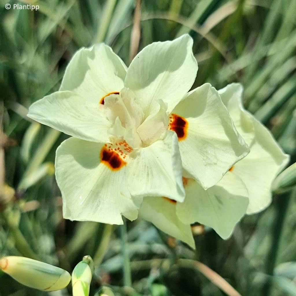 Dietes bicolor Milky Way - Lirio español