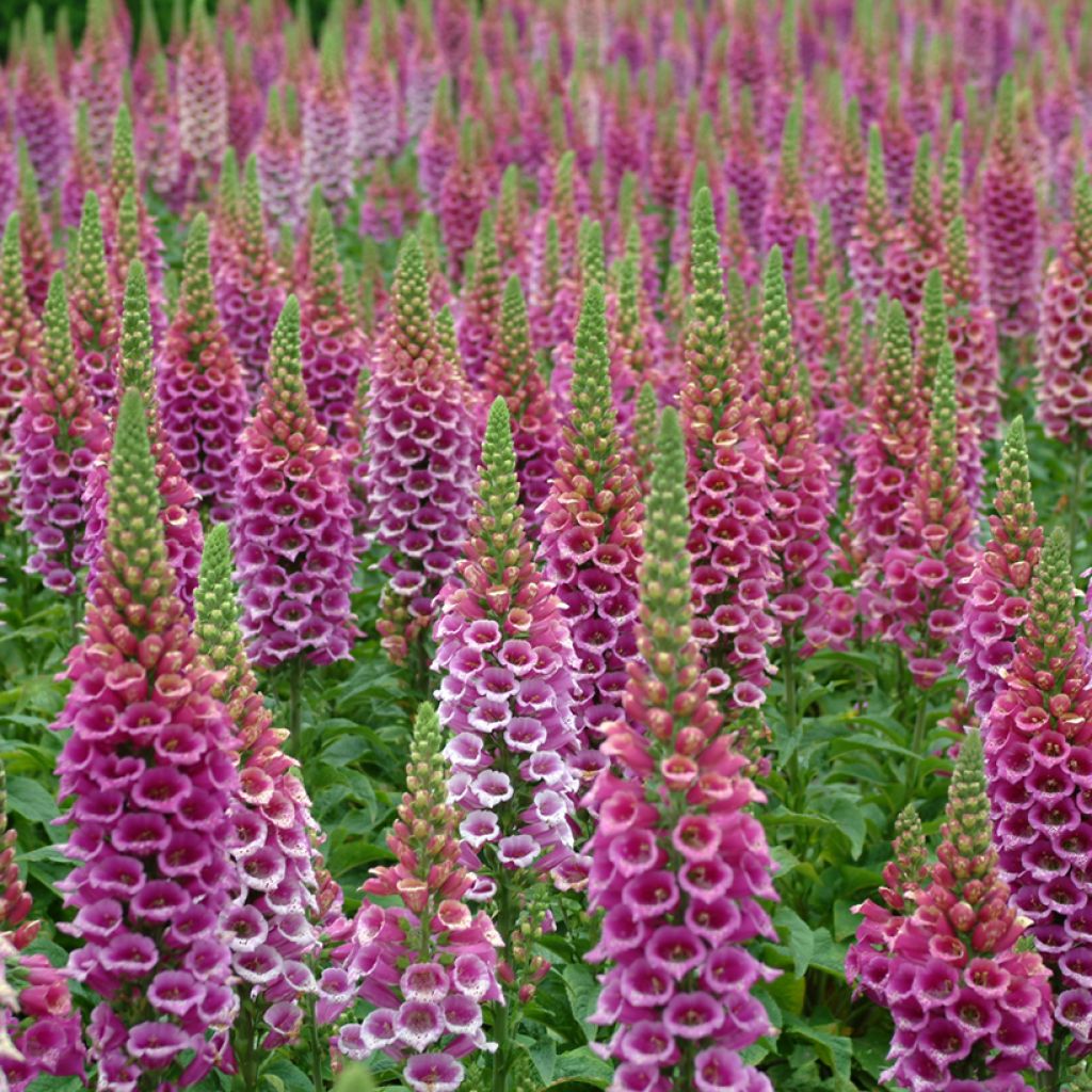 Digitalis purpurea Candy Mountain