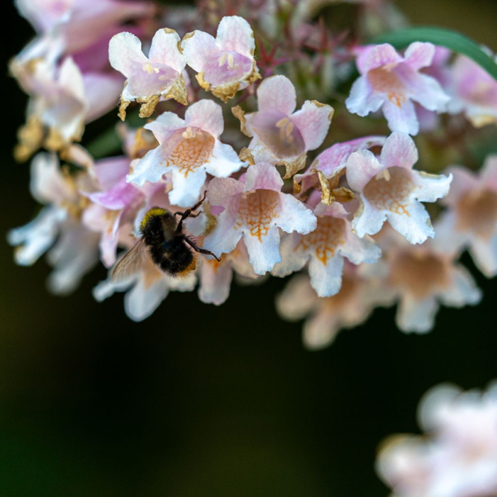Dipelta floribunda