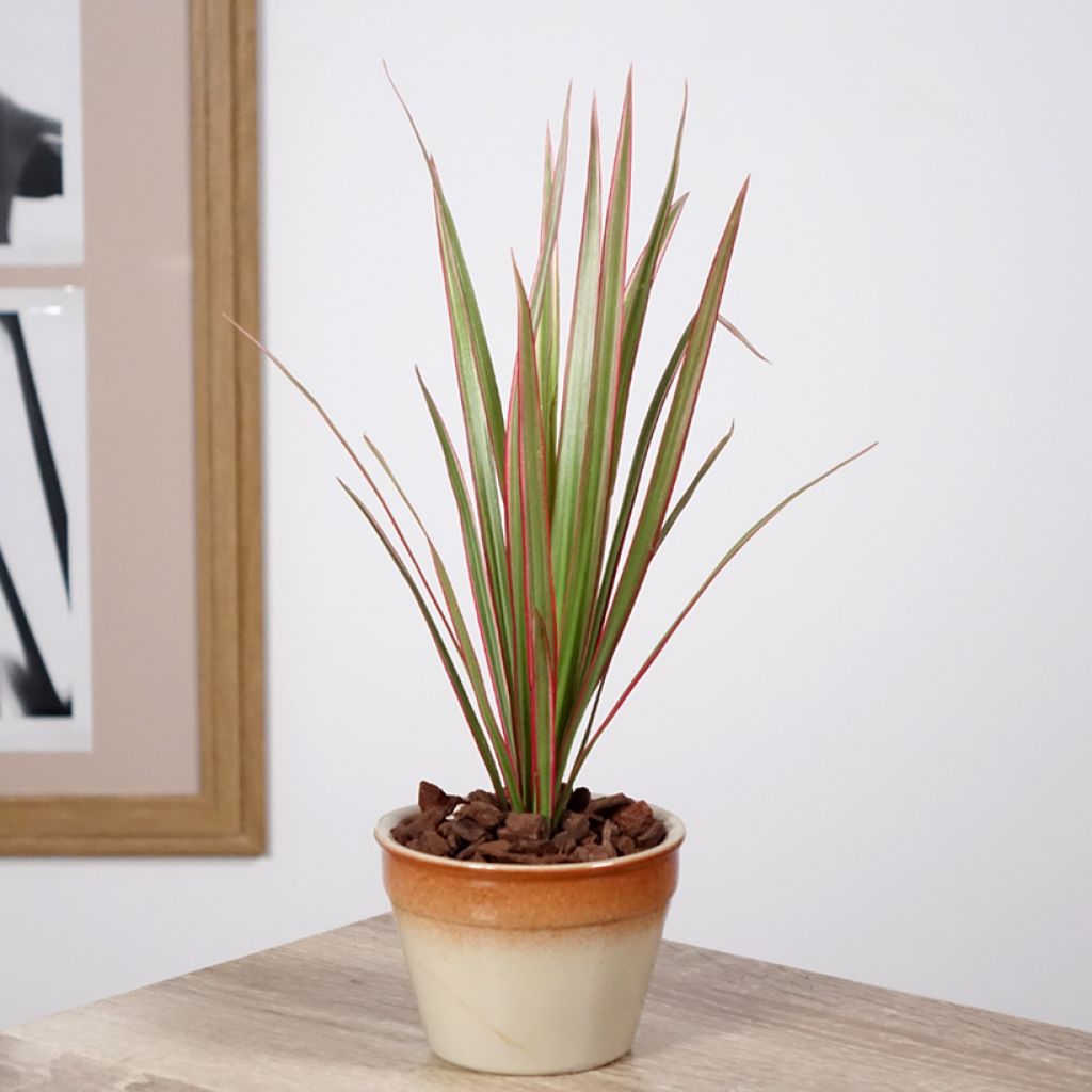 Dracaena Bicolor