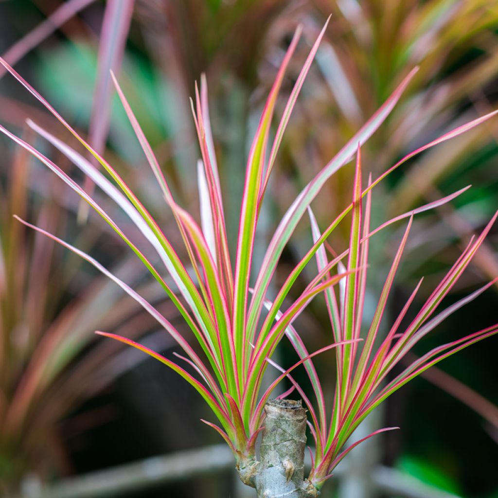 Dracaena Bicolor