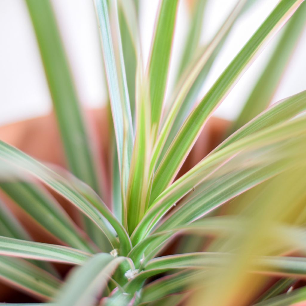 Dracaena Bicolor