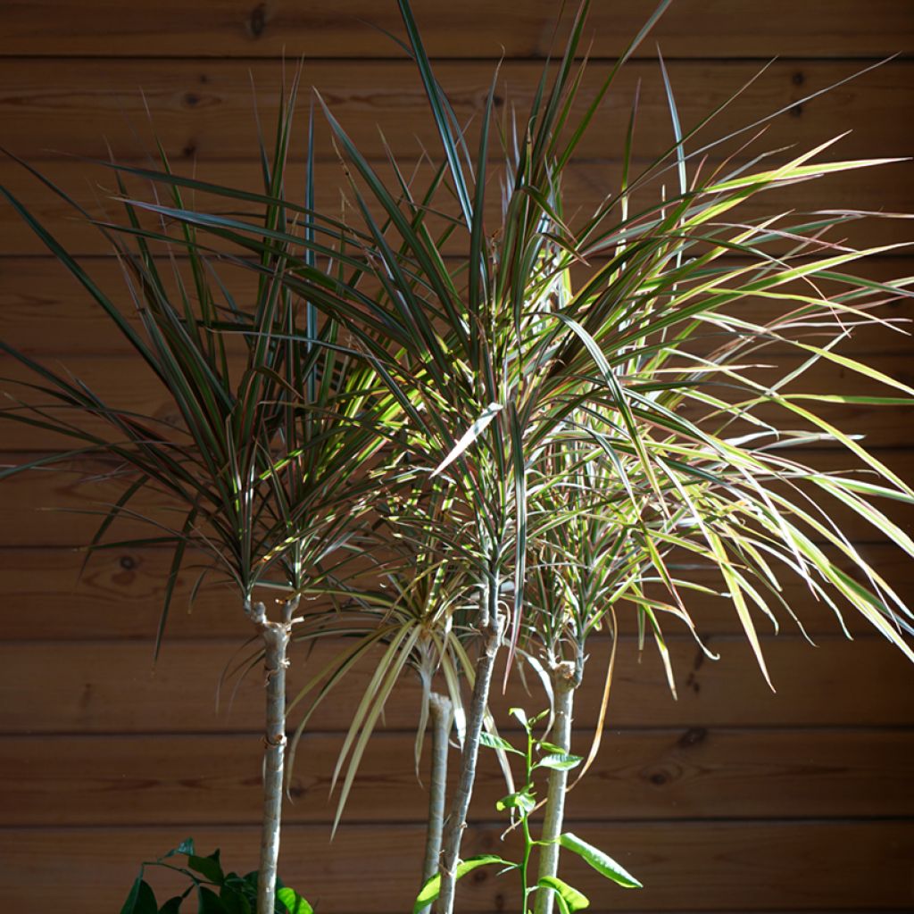 Dracaena Bicolor