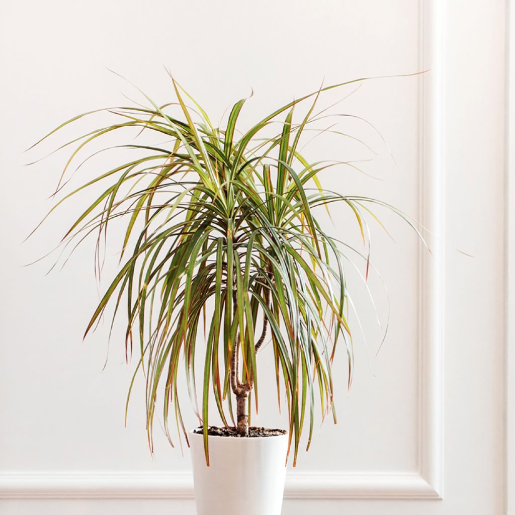 Dracaena Bicolor
