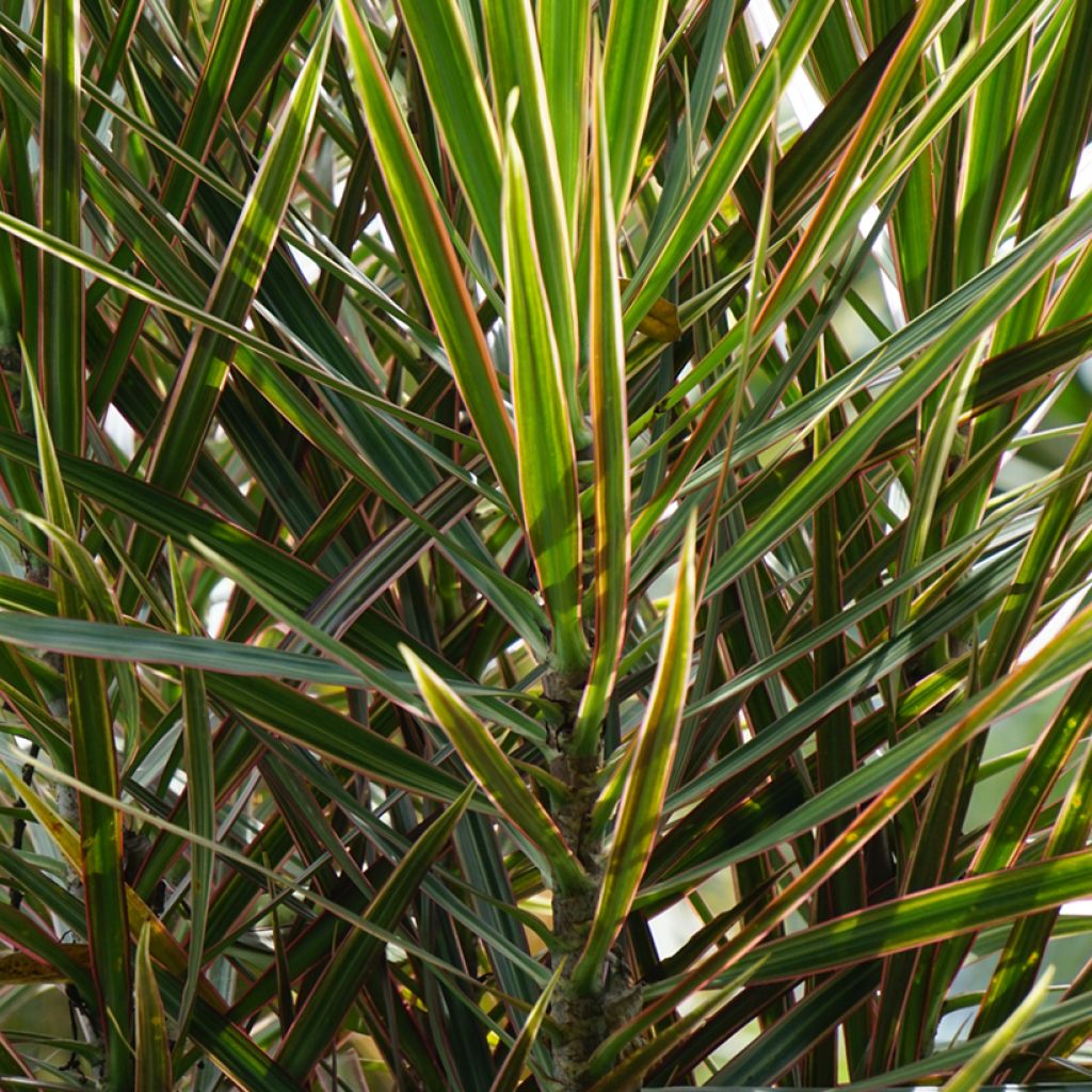 Dracaena Magenta - Dragonnier de Madagascar