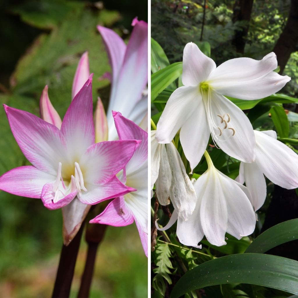 Amarilis belladonna