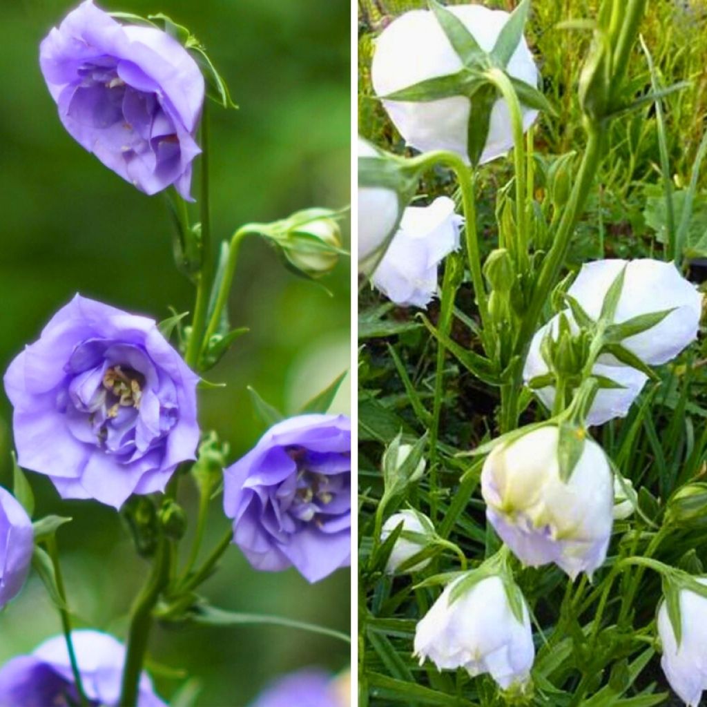 Dúo de Campanillas de hojas de melocotonero con flores dobles